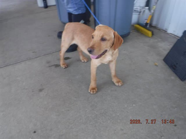 Unknown - Labrador Retriever