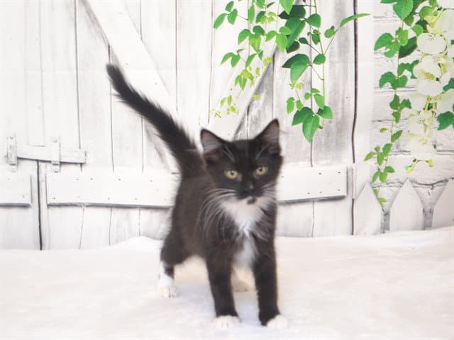Tabby - Domestic Long Hair