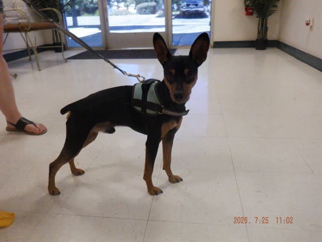 Diego - Miniature Pinscher