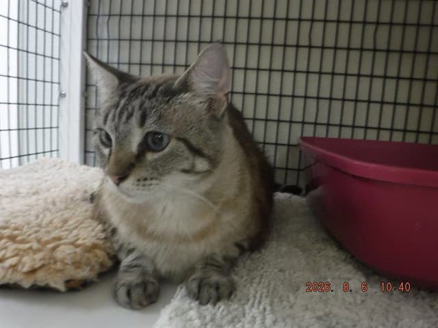 Precious - Siamese