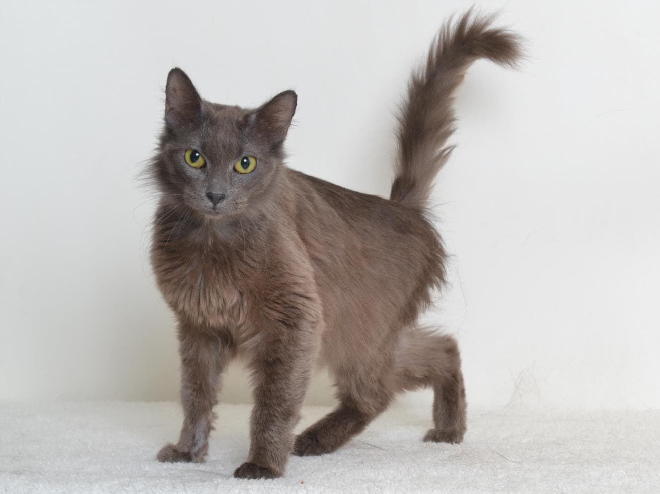 Bon Bon - Domestic Medium Hair