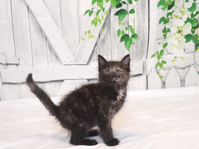 Lady Bug - Domestic Short Hair