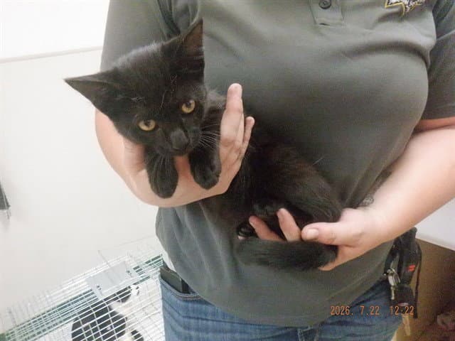 Black Out - Domestic Short Hair