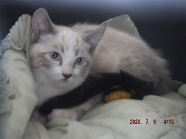 Ghost - Siamese