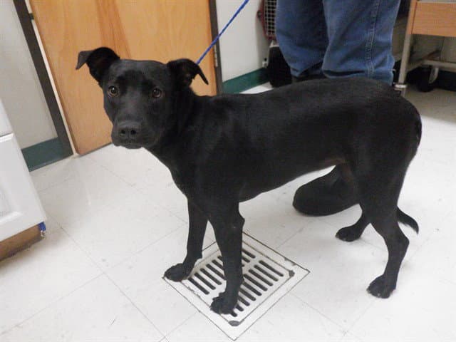 Princess - Labrador Retriever