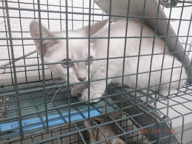 Shasta - Siamese