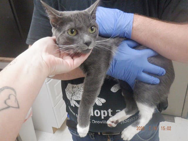 Ash - Domestic Short Hair