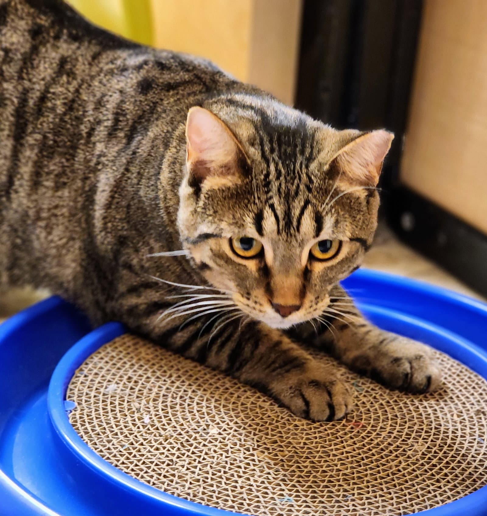 Baby - Tabby