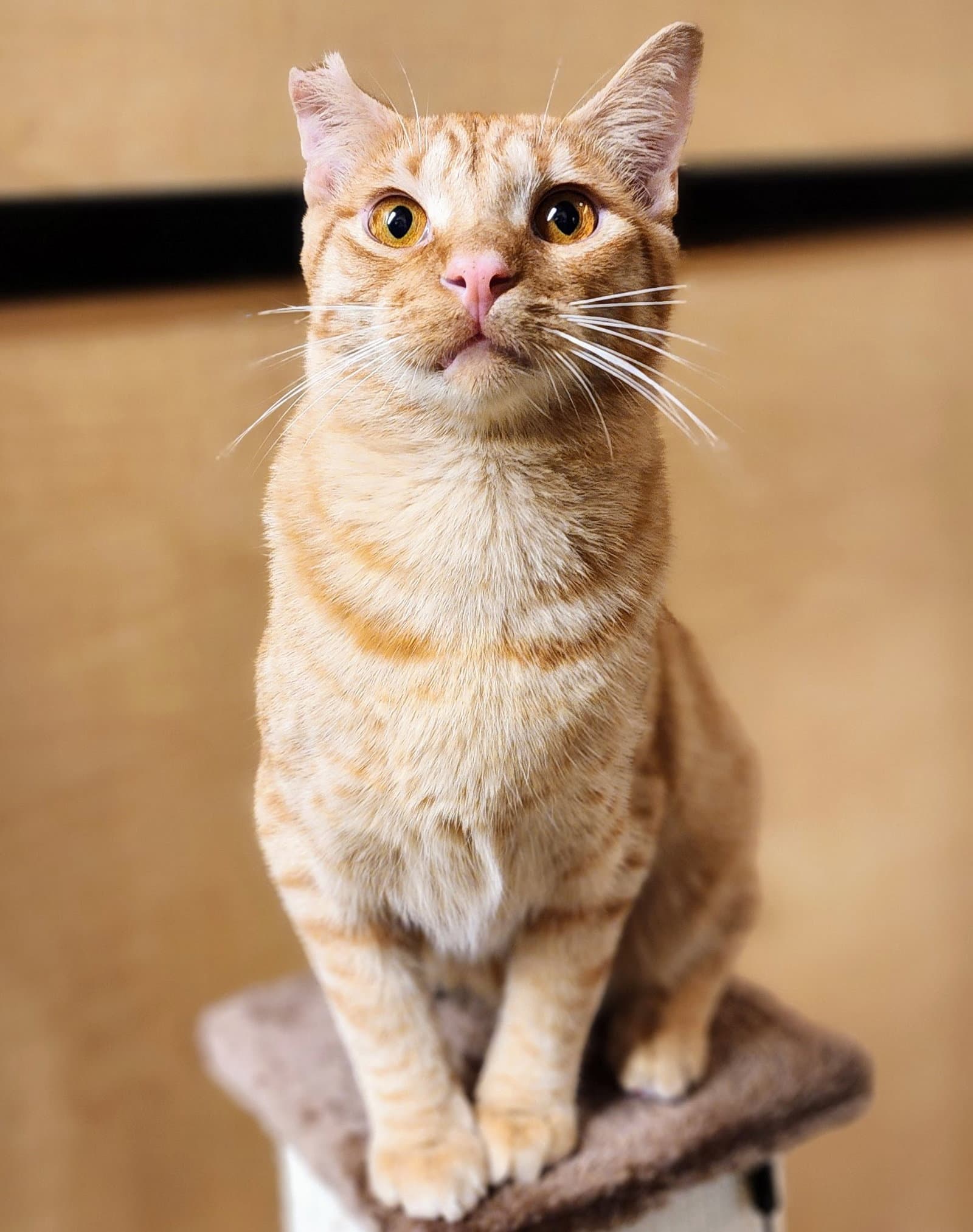 Ralphie - Tabby