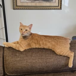 Ralphie image 2