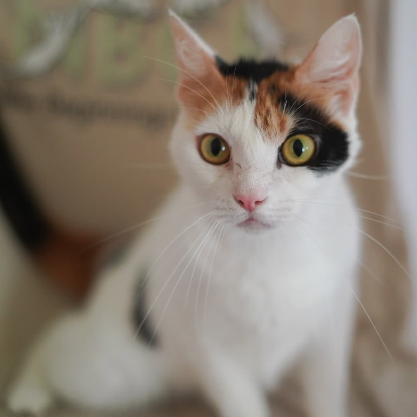 Donatella - Calico