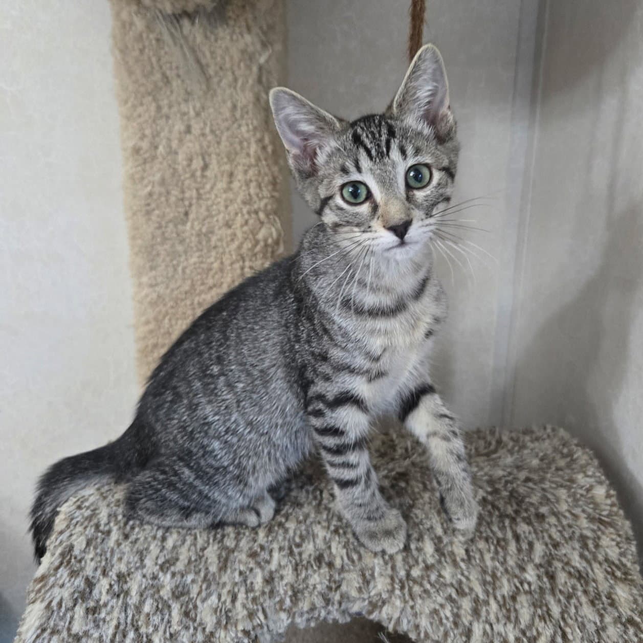 Daiquiri - Tabby