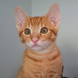 Nikoli image 3