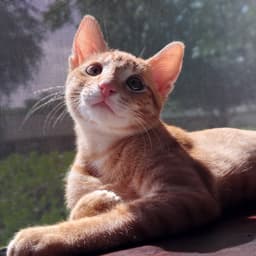 Nikoli image 1