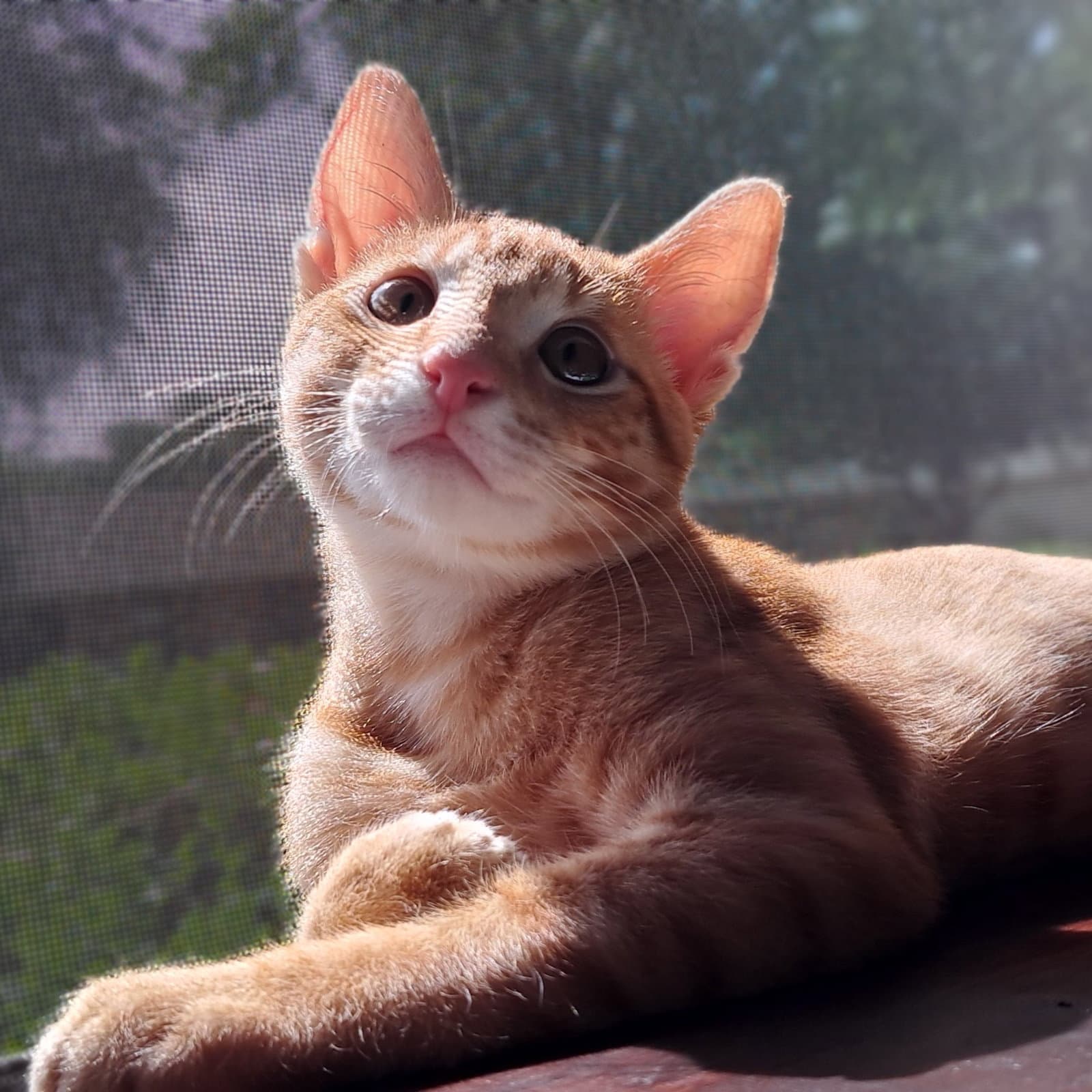 Nikoli - Tabby
