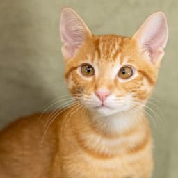 Nikoli image 2