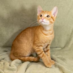 Nikoli image 4