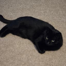 Ebony image 1