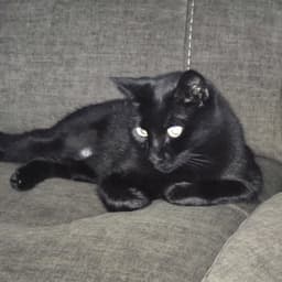 Ebony image 2