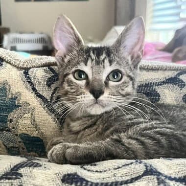 Swim Shady - Tabby