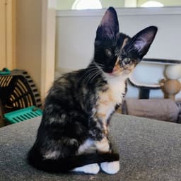 Sophie image 1