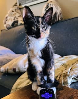 Sophie image 2