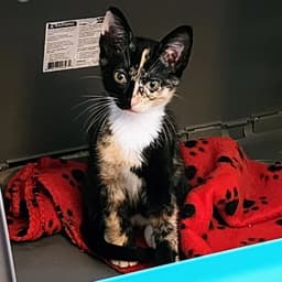 Sophie image 4
