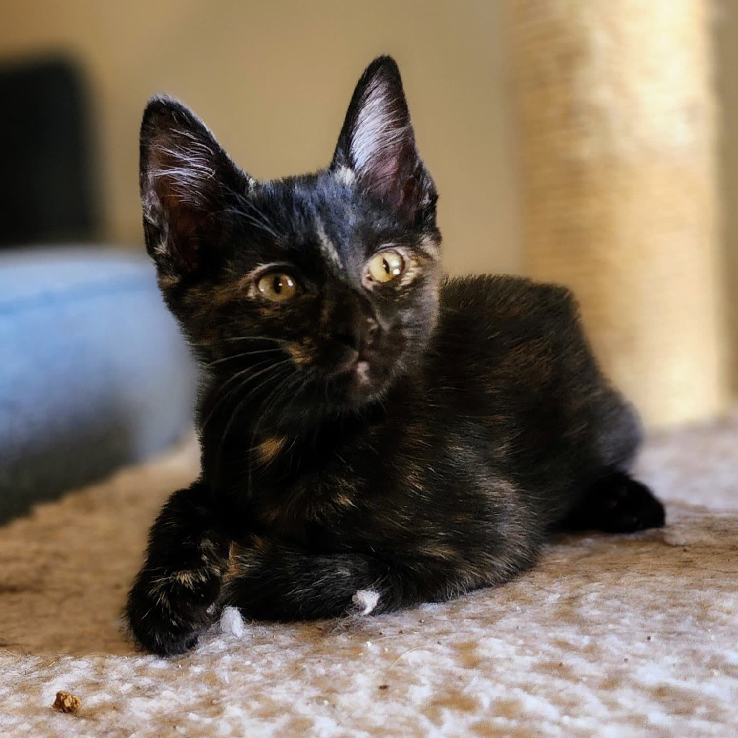 Olive - Tortoiseshell