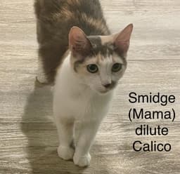 Smidge image 1