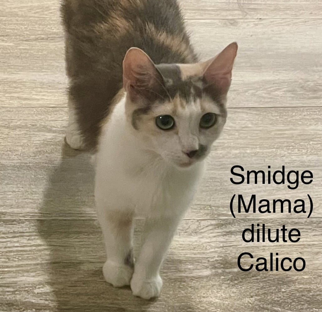 Smidge - Dilute Calico