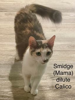 Smidge image 2