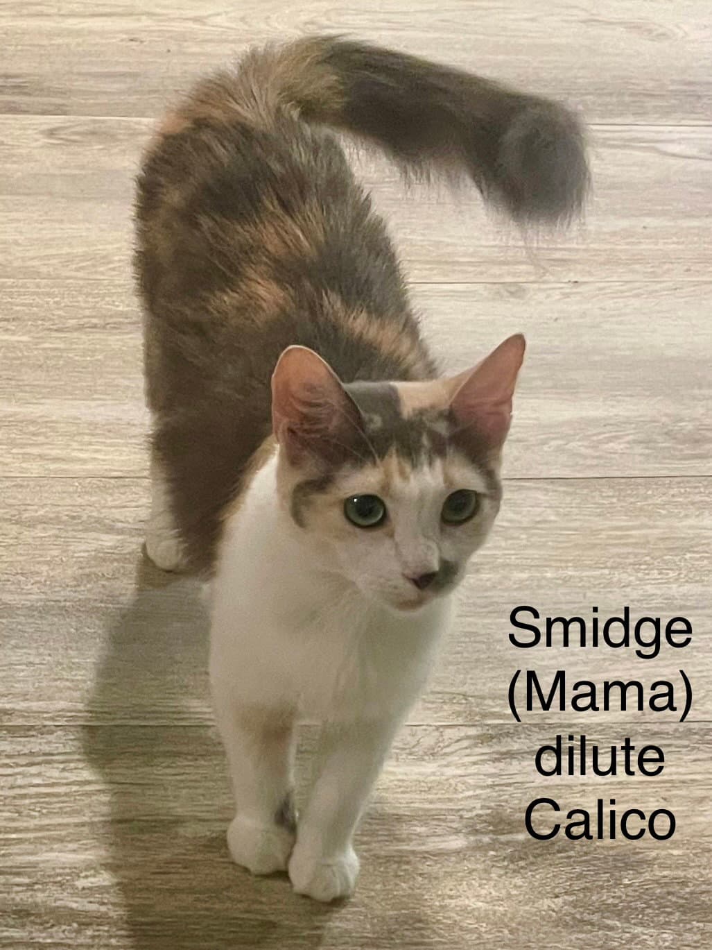 Smidge - Dilute Calico