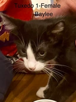 Baylee image 1