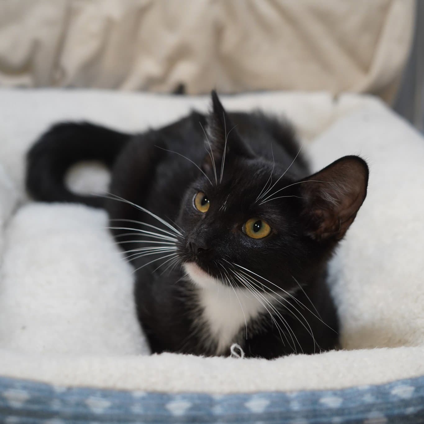 Baylee - Tuxedo