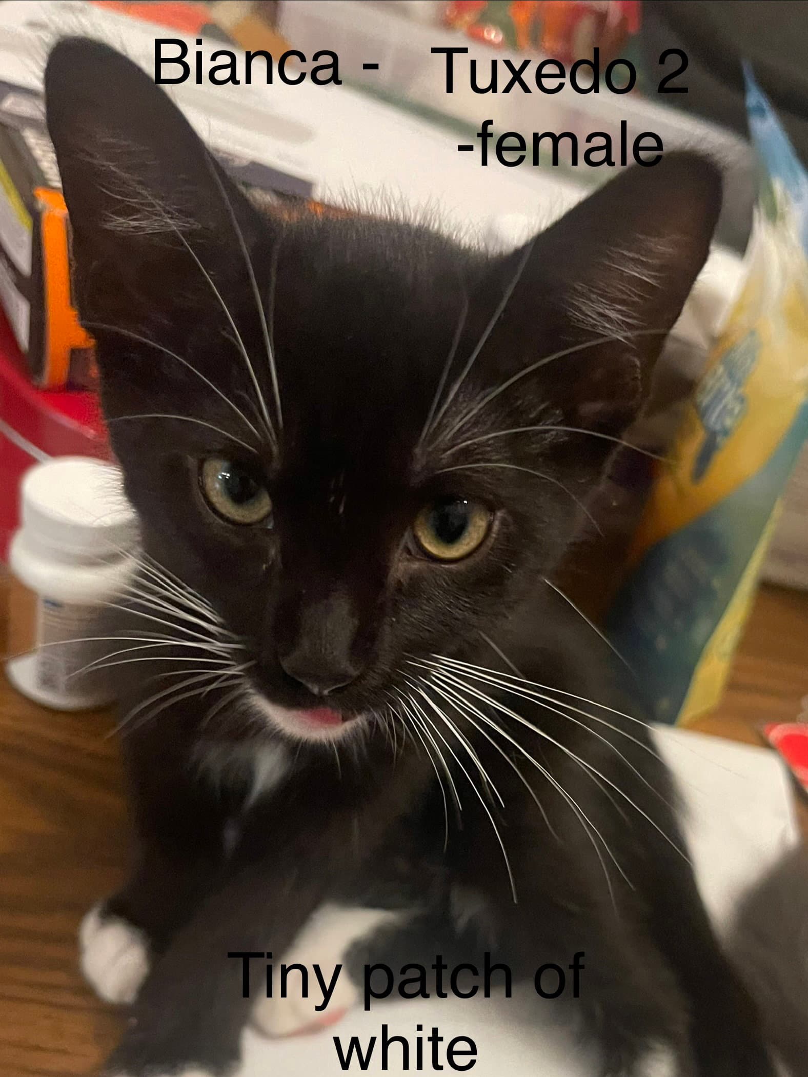 Bianca - Tuxedo