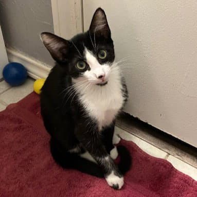 Bianca - Tuxedo