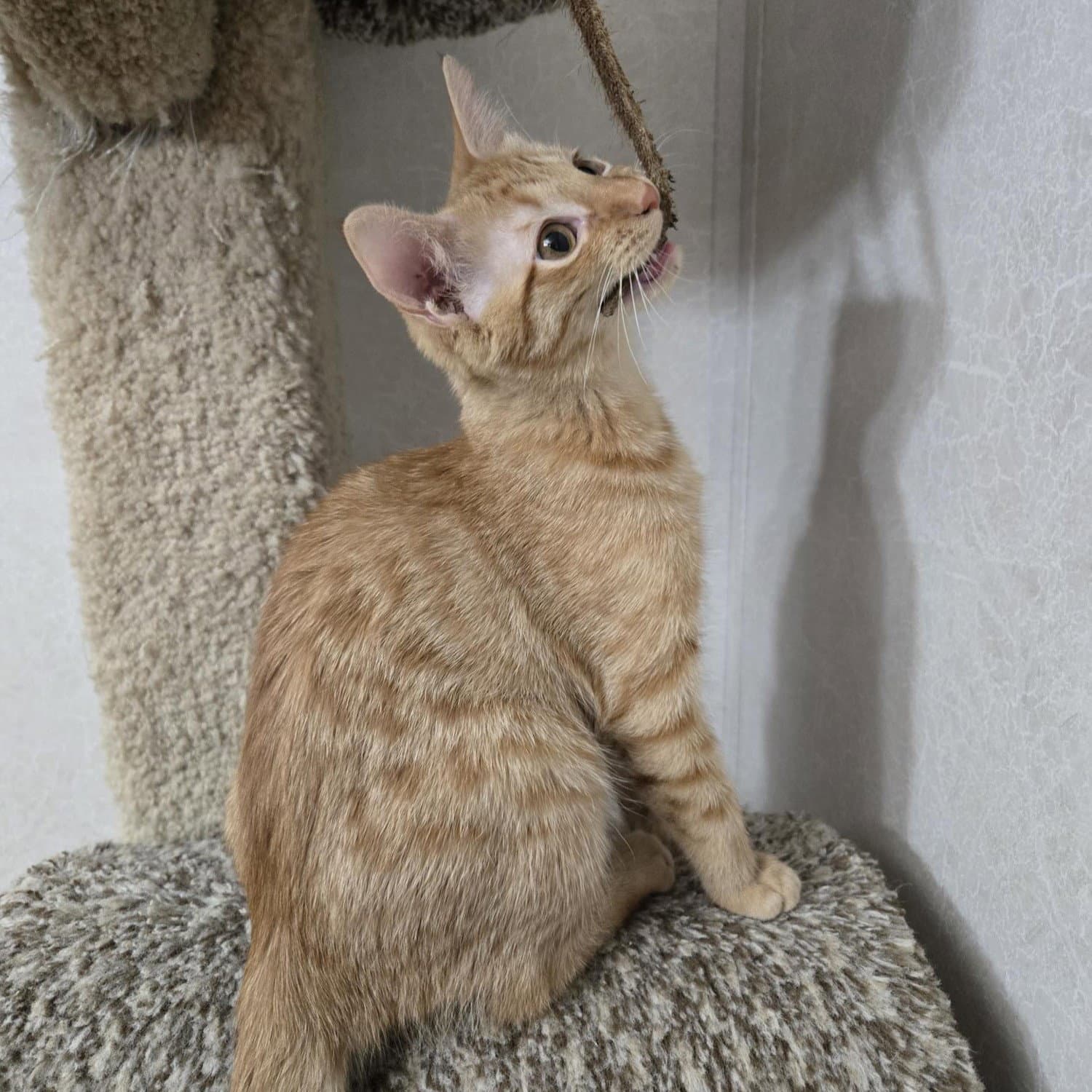 Sunny D - Tabby