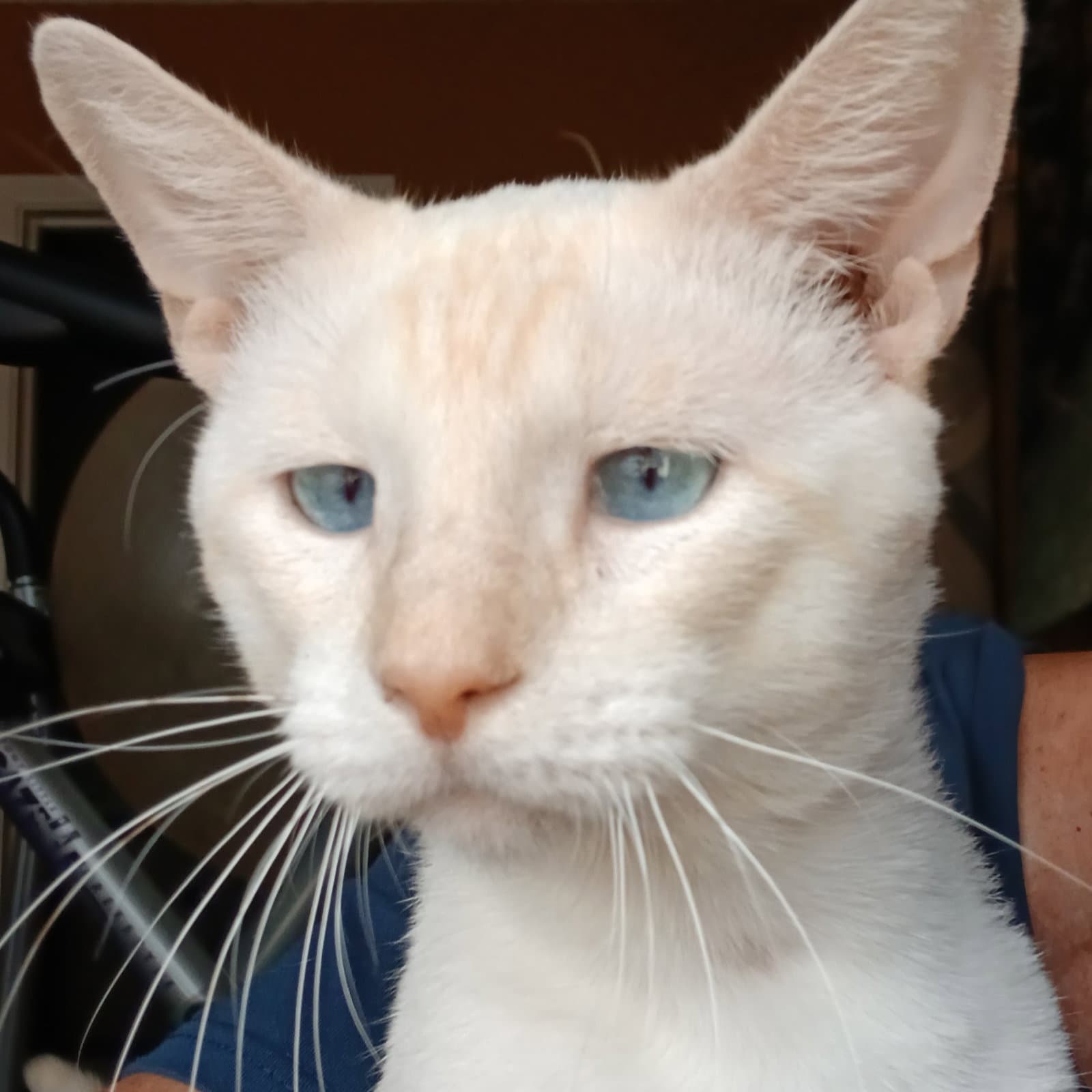 Willy - Siamese