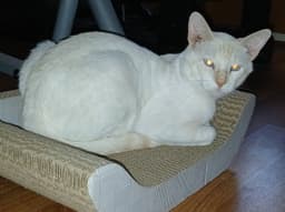 Willy image 3