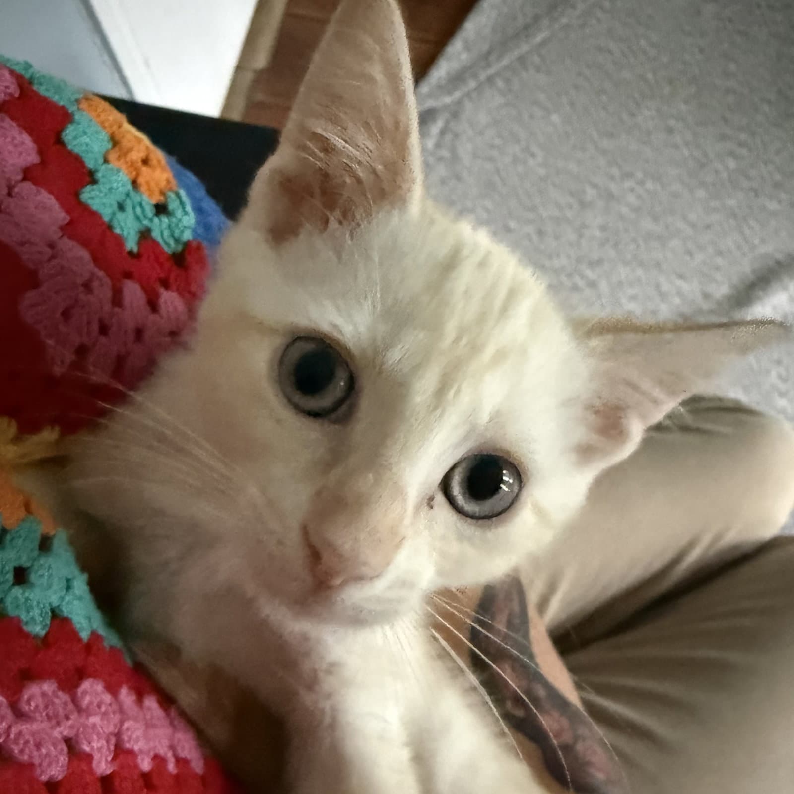 Goldie - Siamese