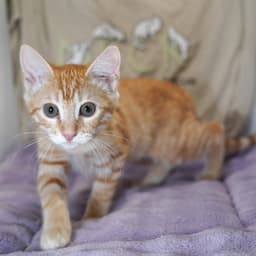 Ginger image 2
