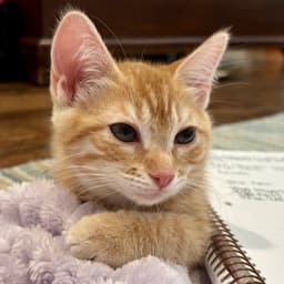 Ginger image 1