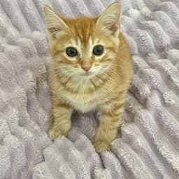 Ginger image 4