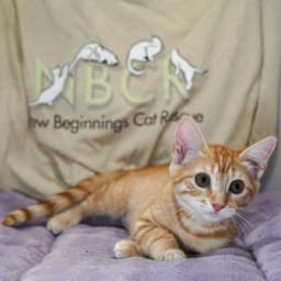 Ginger image 3