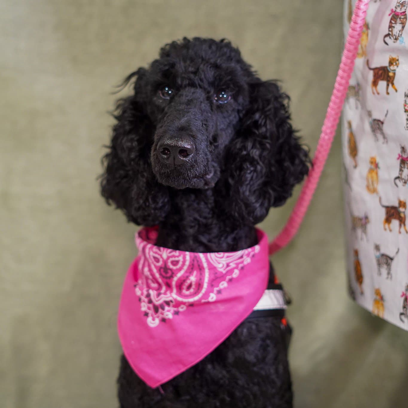 Babette - Poodle (Standard)