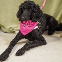 Babette image 2