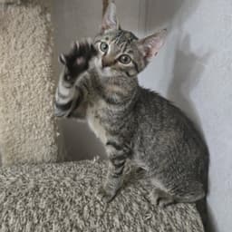 Gabby image 4