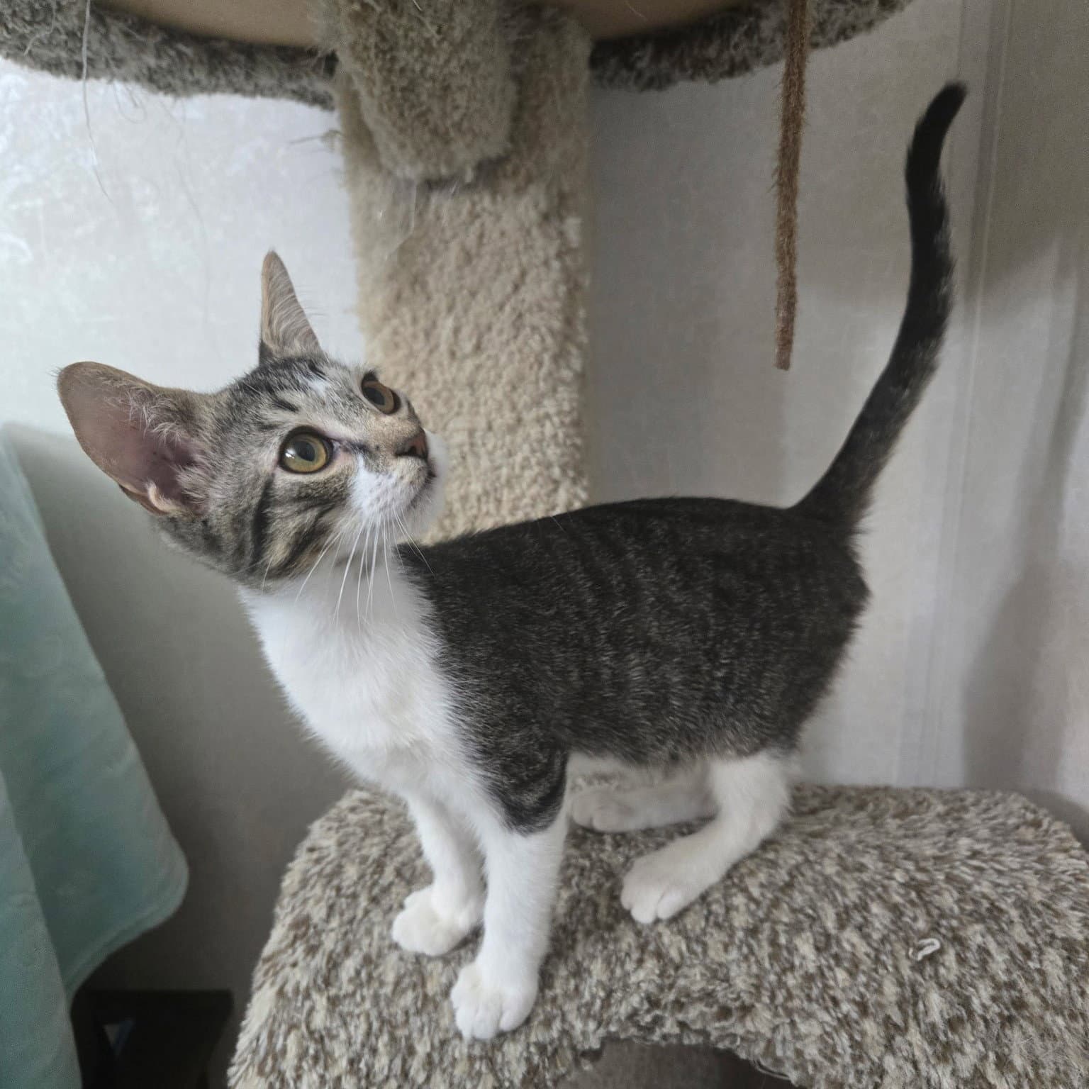 Pandy - Tabby