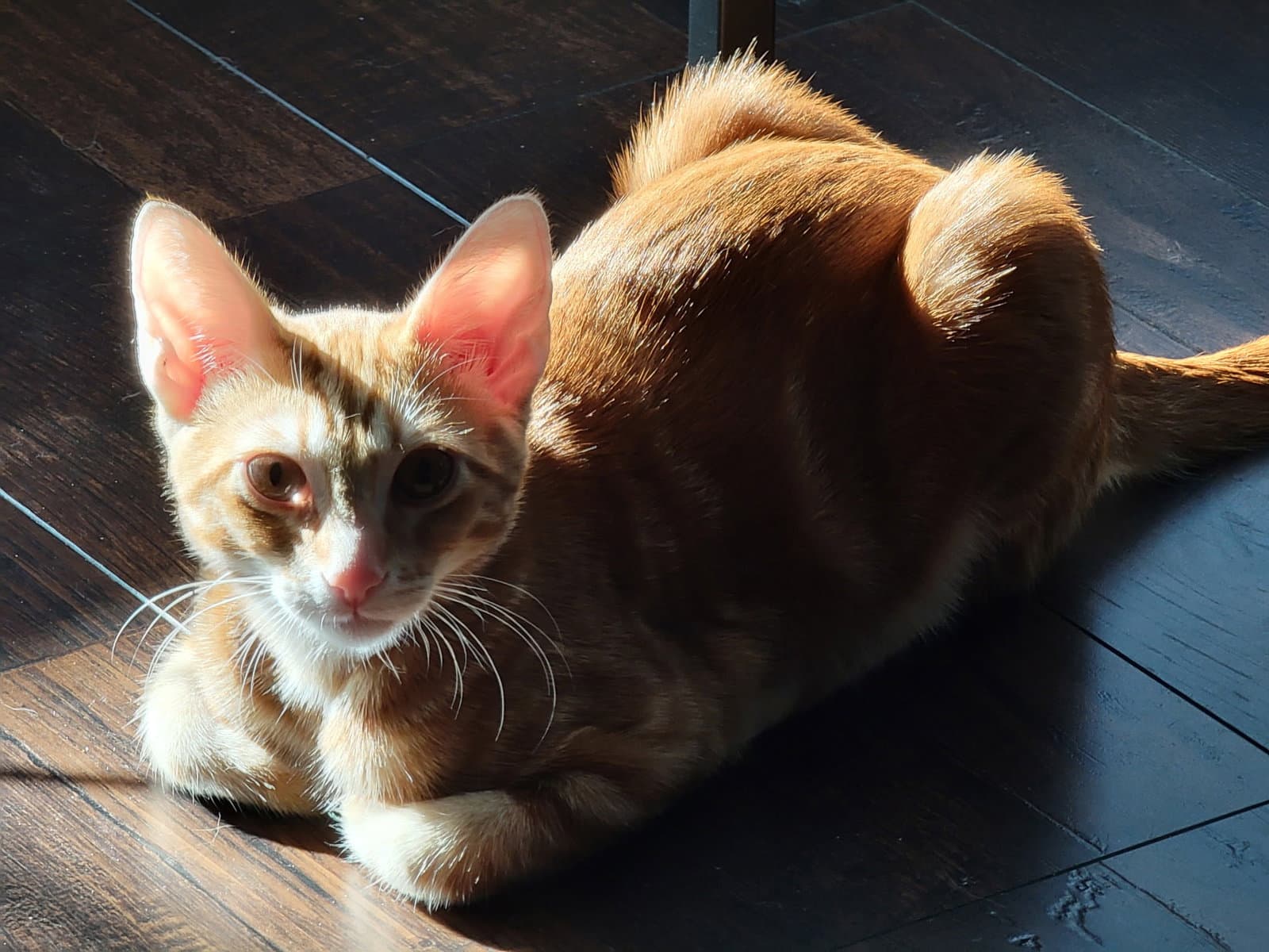 Fred - Tabby