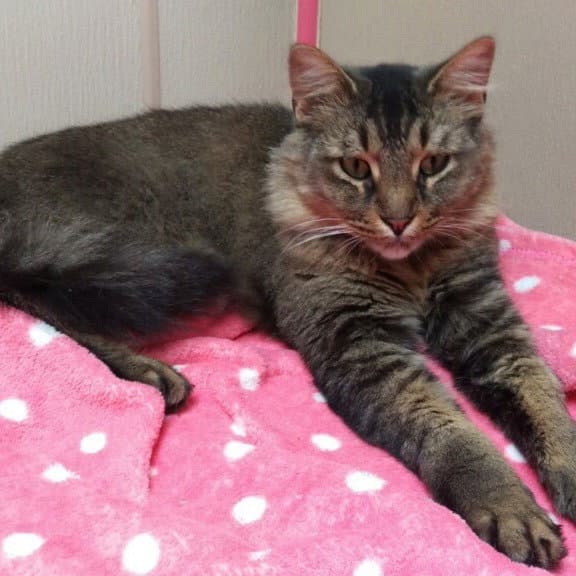 Pistol - Domestic Short Hair